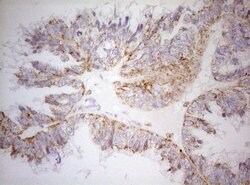 DECR1 Monoclonal Antibody (OTI8F11), TrueMAB , OriGene:Antibodies:Primary