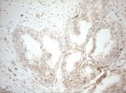 DECR1 Monoclonal Antibody (OTI8F11), TrueMAB , OriGene 100 &mu;L; Unconjugated:Antibodies,