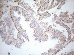 DECR1 Monoclonal Antibody (OTI5D12), TrueMAB , OriGene 30 &mu;L; Unconjugated:Antibodies,