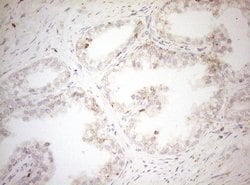 DECR1 Monoclonal Antibody (OTI5D12), TrueMAB , OriGene 30 &mu;L; Unconjugated:Antibodies,