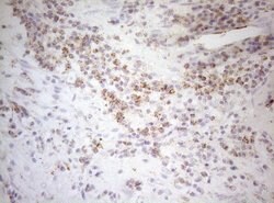 DECR1 Monoclonal Antibody (OTI5D12), TrueMAB , OriGene 30 &mu;L; Unconjugated:Antibodies,