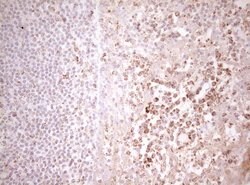DECR1 Monoclonal Antibody (OTI5D12), TrueMAB , OriGene 30 &mu;L; Unconjugated:Antibodies,
