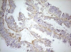 DECR1 Monoclonal Antibody (OTI1A6), TrueMAB , OriGene:Antibodies:Primary