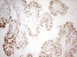 DECR1 Monoclonal Antibody (OTI1A6), TrueMAB , OriGene:Antibodies:Primary