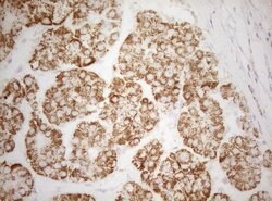 DECR1 Monoclonal Antibody (OTI1A6), TrueMAB , OriGene 100 &mu;L; Unconjugated:Antibodies,
