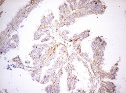 DECR1 Monoclonal Antibody (OTI4G4), TrueMAB , OriGene 100 &mu;L; Unconjugated:Antibodies,