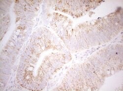 DECR1 Monoclonal Antibody (OTI4G4), TrueMAB , OriGene 100 &mu;L; Unconjugated:Antibodies,