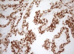 DECR1 Monoclonal Antibody (OTI4G4), TrueMAB , OriGene 100 &mu;L; Unconjugated:Antibodies,