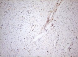 DECR1 Monoclonal Antibody (OTI4G4), TrueMAB , OriGene 100 &mu;L; Unconjugated:Antibodies,
