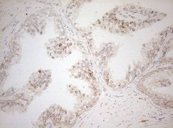 DECR1 Monoclonal Antibody (OTI4G4), TrueMAB , OriGene 100 &mu;L; Unconjugated:Antibodies,