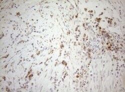 DECR1 Monoclonal Antibody (OTI4G4), TrueMAB , OriGene 100 &mu;L; Unconjugated:Antibodies,