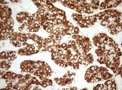 DECR1 Monoclonal Antibody (OTI4G4), TrueMAB , OriGene 100 &mu;L; Unconjugated:Antibodies,