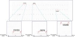 DEF6 Mouse anti-Human, Clone: UMAB51, liquid, UltraMAB 100 &mu;L; Unconjugated:Antibodies,