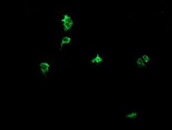 DEF6 Monoclonal Antibody (OTI2C11), TrueMAB , OriGene 100 μL; Unconjugated:Antibodies,