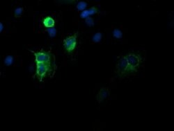 DEF6 Mouse anti-Canine, Human, Clone: OTI2G2, lyophilized, TrueMAB 100