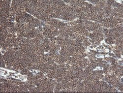 DEF6 Monoclonal Antibody (OTI3C4), TrueMAB , OriGene:Antibodies:Primary