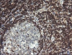 DEF6 Monoclonal Antibody (OTI3C4), TrueMAB , OriGene:Antibodies:Primary