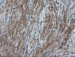 DEF6 Monoclonal Antibody (OTI3F9), TrueMAB , OriGene 30 &mu;L; Unconjugated:Antibodies,