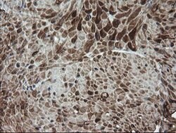 DEF6 Monoclonal Antibody (OTI3F9), TrueMAB , OriGene 30 &mu;L; Unconjugated:Antibodies,