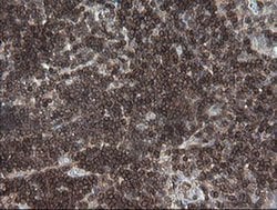 DEF6 Monoclonal Antibody (OTI3F9), TrueMAB , OriGene 30 &mu;L; Unconjugated:Antibodies,