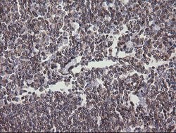 DEF6 Mouse anti-Canine, Human, Clone: OTI2G2, lyophilized, TrueMAB 100