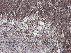 DEF6 Mouse anti-Canine, Human, Clone: OTI2G2, lyophilized, TrueMAB 100