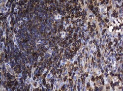 DEF6 Mouse anti-Human, Clone: OTI1D1, lyophilized, TrueMAB 100 &mu;g; Unconjugated:Antibodies,