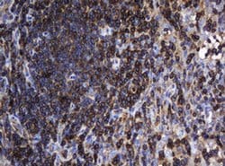 DEF6 Monoclonal Antibody (OTI1D1), TrueMAB , OriGene 100 &mu;L; Unconjugated:Antibodies,