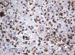 DEF6 Mouse anti-Human, Clone: OTI1D1, lyophilized, TrueMAB 100 &mu;g; Unconjugated:Antibodies,