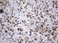 DEF6 Monoclonal Antibody (OTI1D1), TrueMAB , OriGene 100 &mu;L; Unconjugated:Antibodies,