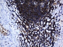 DEF6 Mouse anti-Human, Clone: OTI1D1, lyophilized, TrueMAB 100 &mu;g; Unconjugated:Antibodies,