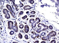 DEF6 Mouse anti-Human, Clone: UMAB51, liquid, UltraMAB 100 &mu;L; Unconjugated:Antibodies,