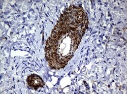 DEF6 Mouse anti-Human, Clone: UMAB51, liquid, UltraMAB 100 &mu;L; Unconjugated:Antibodies,