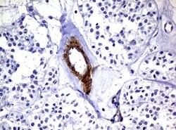 DEF6 Mouse anti-Human, Clone: UMAB51, liquid, UltraMAB 100 &mu;L; Unconjugated:Antibodies,