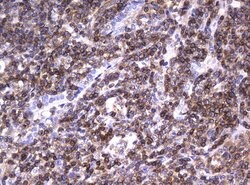 DEF6 Mouse anti-Human, Clone: UMAB51, liquid, UltraMAB 100 &mu;L; Unconjugated:Antibodies,