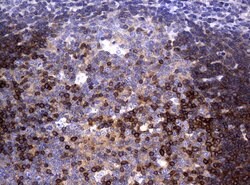 DEF6 Mouse anti-Human, Clone: UMAB51, liquid, UltraMAB 100 &mu;L; Unconjugated:Antibodies,