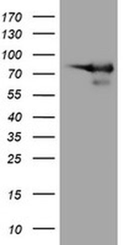 DEF6 Monoclonal Antibody (OTI3C4), TrueMAB , OriGene 30 &mu;L; Unconjugated:Antibodies,