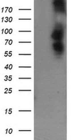 DEF6 Monoclonal Antibody (OTI3F9), TrueMAB , OriGene 30 &mu;L; Unconjugated:Antibodies,