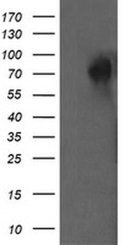 DEF6 Monoclonal Antibody (OTI2C11), TrueMAB , OriGene 100 μL; Unconjugated:Antibodies,
