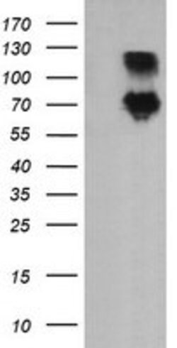DEF6 Mouse anti-Canine, Human, Clone: OTI2G2, lyophilized, TrueMAB 100