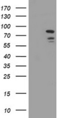 DEF6 Mouse anti-Human, Clone: OTI1D1, lyophilized, TrueMAB 100 &mu;g; Unconjugated:Antibodies,