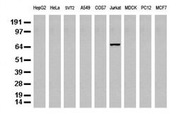 DEF6 Mouse anti-Human, Clone: UMAB51, liquid, UltraMAB 100 &mu;L; Unconjugated:Antibodies,