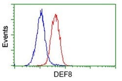 DEF8 Monoclonal Antibody (OTI2H4), TrueMAB , OriGene 100 &mu;L; Unconjugated:Antibodies,