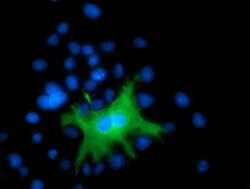 DEF8 Mouse anti-Human, Clone: OTI4B6, liquid, TrueMAB 100 &mu;L; Unconjugated:Antibodies,