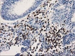 DEF8 Mouse anti-Human, Clone: OTI4B6, liquid, TrueMAB 100 &mu;L; Unconjugated:Antibodies,