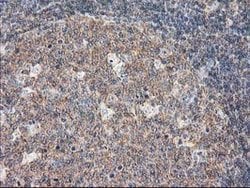 DEF8 Mouse anti-Human, Clone: OTI4B6, lyophilized, TrueMAB 100 &mu;g; Unconjugated:Antibodies,