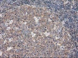 DEF8 Mouse anti-Human, Clone: OTI4B6, liquid, TrueMAB 100 &mu;L; Unconjugated:Antibodies,