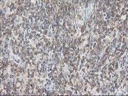 DEF8 Mouse anti-Human, Clone: OTI4B6, liquid, TrueMAB 100 &mu;L; Unconjugated:Antibodies,