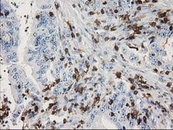 DEF8 Mouse anti-Human, Clone: OTI4B6, liquid, TrueMAB 100 &mu;L; Unconjugated:Antibodies,