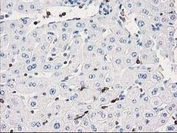 DEF8 Mouse anti-Human, Clone: OTI4B6, lyophilized, TrueMAB 100 &mu;g; Unconjugated:Antibodies,